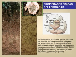 La estructura es la forma en que las partículas
del suelo se agrupan para formar agregados.
De acuerdo con ella se distinguen suelos de
estructura en bloques angulares o subangulares
(agregados con aristas o redondeados), laminar
(agregados en láminas), prismática (en forma
de prisma), y granular (en granos).
PROPIEDADES FÍSICAS
RELACIONADAS
 