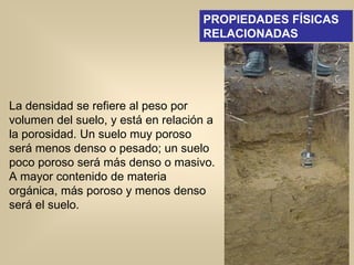 La densidad se refiere al peso por
volumen del suelo, y está en relación a
la porosidad. Un suelo muy poroso
será menos denso o pesado; un suelo
poco poroso será más denso o masivo.
A mayor contenido de materia
orgánica, más poroso y menos denso
será el suelo.
PROPIEDADES FÍSICAS
RELACIONADAS
 