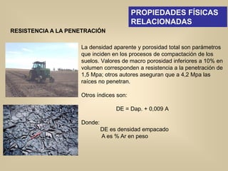 RESISTENCIA A LA PENETRACIÓN
La densidad aparente y porosidad total son parámetros
que inciden en los procesos de compactación de los
suelos. Valores de macro porosidad inferiores a 10% en
volumen corresponden a resistencia a la penetración de
1,5 Mpa; otros autores aseguran que a 4,2 Mpa las
raíces no penetran.
Otros índices son:
DE = Dap. + 0,009 A
Donde:
DE es densidad empacado
A es % Ar en peso
PROPIEDADES FÍSICAS
RELACIONADAS
 