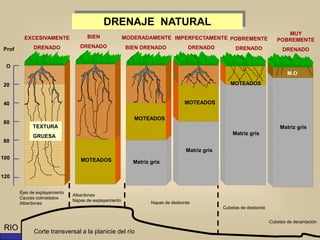M.O
MUY
POBREMENTE
DRENADO
Matriz gris
BIEN
DRENADO
MOTEADOS
DRENAJE NATURAL
120
100
O
20
40
80
Prof
EXCESIVAMENTE
DRENADO
60
TEXTURA
GRUESA
Cubetas de decantación
Cubetas de desborde
Albardones
Napas de explayamiento
Napas de desborde
Ejes de explayamiento
Cauces colmatados
Albardones
MODERADAMENTE
BIEN DRENADO
MOTEADOS
Matriz gris
IMPERFECTAMENTE
DRENADO
MOTEADOS
Matriz gris
POBREMENTE
DRENADO
MOTEADOS
Matriz gris
RIO Corte transversal a la planicie del río
 