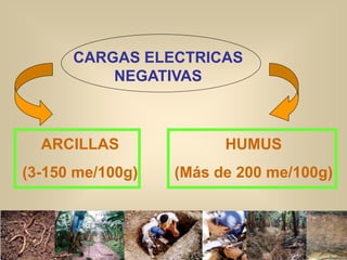 ARCILLAS
(3-150 me/100g)
HUMUS
(Más de 200 me/100g)
CARGAS ELECTRICAS
NEGATIVAS
 