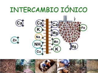 +
+
Ca
+
+
Mg
K+
+
+
Mn
+K
Ca
+
+
Na +
NH4
+
+
+
Cu
+
+
Mg
+
+
Fe
Ca
+
+
+
+
Zn
INTERCAMBIO IÓNICO
 