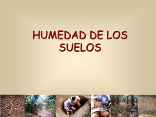 HUMEDAD DE LOS
SUELOS
 