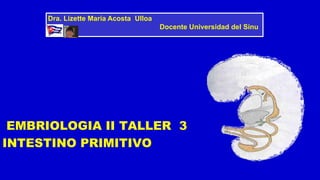 EMBRIOLOGIA II TALLER 3
INTESTINO PRIMITIVO
Dra. Lizette María Acosta Ulloa
Docente Universidad del Sinu
 