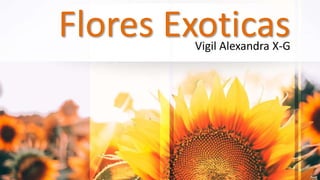 Flores ExoticasVigil Alexandra X-G
 