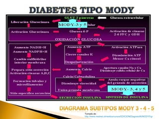 DIABETES TIPO MODY TALLER 4 | PPT | Diabetes | Diseases and Conditions