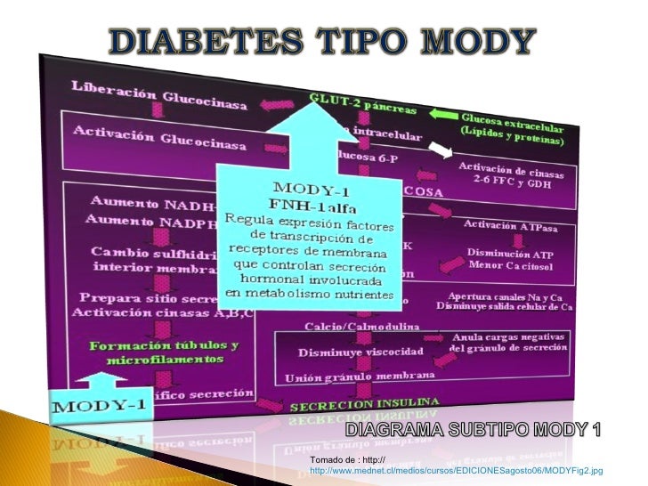 DIABETES TIPO MODY TALLER 4 DIABETES TIPO MODY TALLER 4