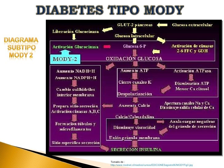 DIABETES TIPO MODY TALLER 4 DIABETES TIPO MODY TALLER 4