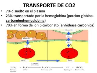 TRANSPORTE DE CO2
• 7% disuelto en el plasma
• 23% transportado por la hemoglobina (porcion globina-
carbaminohemoglobina)
• 70% en forma de ion bicarbonato (anhidrasa carbonica)
 