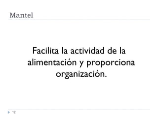 Mantel Facilita la actividad de la alimentaci ón y proporciona organización. 