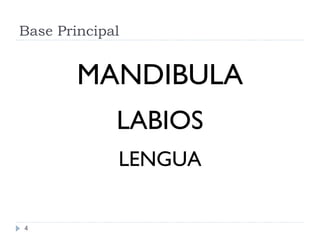 Base Principal MANDIBULA LABIOS LENGUA 