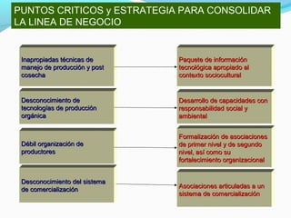 PUNTOS CRITICOS y ESTRATEGIA PARA CONSOLIDAR 
LA LINEA DE NEGOCIO 
IInnaapprrooppiiaaddaass ttééccnniiccaass ddee 
mmaanneejjoo ddee pprroodduucccciióónn yy ppoosstt 
ccoosseecchhaa 
DDeessccoonnoocciimmiieennttoo ddee 
tteeccnnoollooggííaass ddee pprroodduucccciióónn 
oorrggáánniiccaa 
DDéébbiill oorrggaanniizzaacciióónn ddee 
pprroodduuccttoorreess 
DDeessccoonnoocciimmiieennttoo ddeell ssiisstteemmaa 
ddee ccoommeerrcciiaalliizzaacciióónn 
PPaaqquueettee ddee iinnffoorrmmaacciióónn 
tteeccnnoollóóggiiccaa aapprrooppiiaaddoo aall 
ccoonntteexxttoo ssoocciiooccuullttuurraall 
DDeessaarrrroolllloo ddee ccaappaacciiddaaddeess ccoonn 
rreessppoonnssaabbiilliiddaadd ssoocciiaall yy 
aammbbiieennttaall 
FFoorrmmaalliizzaacciióónn ddee aassoocciiaacciioonneess 
ddee pprriimmeerr nniivveell yy ddee sseegguunnddoo 
nniivveell,, aassíí ccoommoo ssuu 
ffoorrttaalleecciimmiieennttoo oorrggaanniizzaacciioonnaall 
AAssoocciiaacciioonneess aarrttiiccuullaaddaass aa uunn 
ssiisstteemmaa ddee ccoommeerrcciiaalliizzaacciióónn 
 
