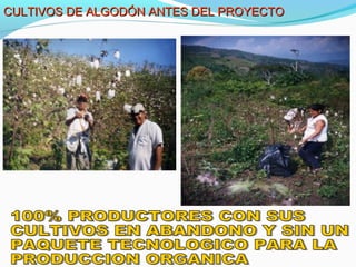 CULTIVOS DE ALGODÓN AANNTTEESS DDEELL PPRROOYYEECCTTOO 
 