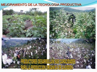 MEJORAMIENTO DE LA TECNOLOGIA PPRROODDUUCCTTIIVVAA 
 