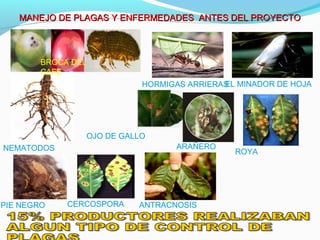 MANEJO DE PLAGAS Y ENFERMEDADES AANNTTEESS DDEELL PPRROOYYEECCTTOO 
BROCA DEL 
CAFE 
HORMIGAS ARRIERASEL MINADOR DE HOJA 
OJO DE GALLO 
NEMATODOS ARAÑERO ROYA 
ANTRACNOSIS 
PIE NEGRO CERCOSPORA 
 