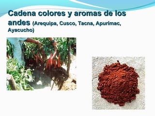 CCaaddeennaa ccoolloorreess yy aarroommaass ddee llooss 
aannddeess ((AArreeqquuiippaa,, CCuussccoo,, TTaaccnnaa,, AAppuurríímmaacc,, 
AAyyaaccuucchhoo)) 
 