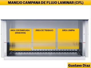 Manejo de Campana Flujo Laminar | PDF