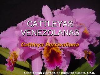CATTLEYAS VENEZOLANAS Cattleya   Percivaliana ASOCIACION ZULIANA DE ORQUIDEOLOGIA A.Z.O. 