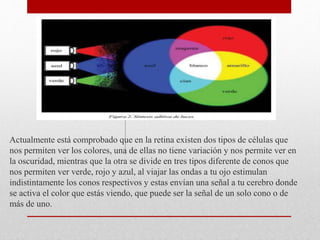 Actualmente está comprobado que en la retina existen dos tipos de células que
nos permiten ver los colores, una de ellas no tiene variación y nos permite ver en
la oscuridad, mientras que la otra se divide en tres tipos diferente de conos que
nos permiten ver verde, rojo y azul, al viajar las ondas a tu ojo estimulan
indistintamente los conos respectivos y estas envían una señal a tu cerebro donde
se activa el color que estás viendo, que puede ser la señal de un solo cono o de
más de uno.
 