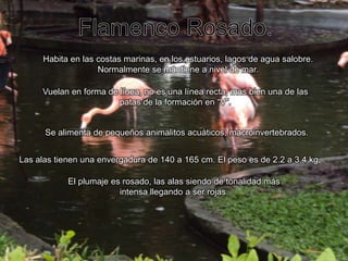 Flamenco Rosado.Habita en las costas marinas, en los estuarios, lagos de agua salobre. Normalmente se mantiene a nivel de mar.Vuelan en forma de línea, no es una línea recta, mas bien una de las patas de la formación en “V”.Se alimenta de pequeños animalitos acuáticos; macroinvertebrados.Las alas tienen una envergadura de 140 a 165 cm. El peso es de 2.2 a 3.4 kg.El plumaje es rosado, las alas siendo de tonalidad más intensa llegando a ser rojas.