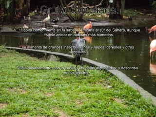 Grulla Coronada. Habita comúnmente en la sabana Áfricana al sur del Sahara, aunque suele anidar en hábitats más húmedos.se alimenta de grandes insectos, ranas y sapos, cereales y otros vegetales. Vuela pesadamente, con el cuello y las patas algo caídos, y descansa en los árboles.