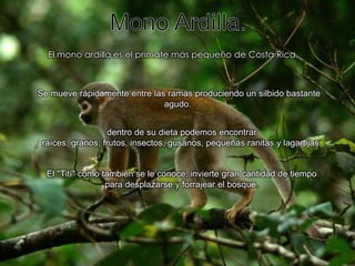 Mono Ardilla.El mono ardilla es el primate más pequeño de Costa Rica.Se mueve rápidamente entre las ramas produciendo un silbido bastante agudo. dentro de su dieta podemos encontrar raíces, granos, frutos, insectos, gusanos, pequeñas ranitas y lagartijas.El "Tití" como también se le conoce, invierte gran cantidad de tiempo para desplazarse y forrajear el bosque.