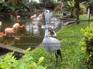 Grulla Stanley o Grulla del Paraíso.Estas grullas son muy atractivas. El color de su plumaje es azul claro grisáceo.Están ubicadas en África.Por lo general andan en parejas, de vez en cuando formando grupos.No construye nido, los dos huevos los deposita en la tierra entre la hierba o matorrales.