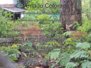 Venado Colorado.El venado colorado es un cérvido de hasta 48 kg de peso.Los venados colorados son diurnos y nocturnos, terrestres y solitarios.Se alimentan de frutas, hongos, ramillas, hojas frescas y caídas.Se encuentran en bosque húmedo primario y secundario, bosque seco, bosque de galería, orillas de los bosques, jardines, plantaciones y sabanas cerca de las orillas de los bosques. Los venados colorados son cazados por su carne y su población se ha vuelto escasa en algunas áreas.