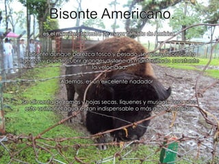 Bisonte Americano.es el mamífero terrestre de mayor tamaño de América.El bisonte aunque parezca tosco y pesado, se mueve con cierta ligereza y puede cubrir grandes distancias manteniendo constante la velocidad.Además, es un excelente nadador.Se alimenta de ramas y hojas secas, líquenes y musgos. Pero para este animal el agua es tan indispensable o más que la comida.