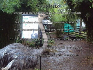 Avestruz.El Avestruz es el ave más grande que ha logrado sobrevivir hasta nuestros días.En la naturaleza el avestruz vive en las llanuras de África.El avestruz macho se diferencia de la hembra por ser más grande.El avestruz macho llega alcanzar los 2.7 metros de altura y pesar 145 Kg.Los huevos son blancos y grandes, pesando alrededor de 1.6 Kg.En su mayor parte de alimenta de hierbas y otras plantas.