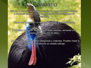 Casuario.Vive en el corazón de las selvas tropicales donde se abre paso con el casquete corneo, con el que rompe los obstáculos que se encuentra.Ponen sus huevos en un lecho de hojas en el suelo boscoso.La hembra se puede aparear con varios machos, armando una nidada con cada uno de ellos.Los casuarios son aves muy peligrosas y violentas. Pueden matar a una persona estando en estado salvaje.
