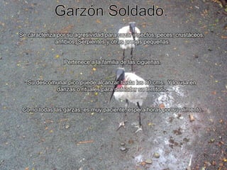 Garzón Soldado.Se caracteriza por su agresividad para cazar insectos, peces, crustáceos, anfibios, Serpientes y otras presas pequeñas.Pertenece a la familia de las cigüeñas.Su descomunal pico puede alcanzar hasta los 80 cms.  Y lo usa en danzas o rituales para defender su territorio.Como todas las garzas, es muy paciente, espera horas por su alimento.