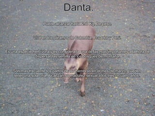 Danta.Puede alcanzar hasta 250 Kg. De peso.Vive en los páramos de Colombia, Ecuador y Perú.Es una especie herbívora y es considerada una de las mas importantes a la hora de dispersar las semilla en los bosques de montaña.Son mas frecuente los partos de las hembras en el mes de marzo, pueden tener una sola cría. Alcanzan su madurez sexual a los tres o cuatro años.