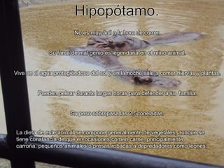 Hipopótamo.No es muy ágil a la hora de correr.Su fama de mal genio es legendaria en el reino animal.Vive en el agua protegiéndose del sol y en la noche sale a comer hiervas y plantas.Pueden pelear durante largas horas para defender a su  familia.Su peso sobrepasa las 2,5 toneladas.La dieta de este animal se compone generalmente de vegetales, aunque se tiene constancia de que en ocasiones comen carne, principalmente carroña, pequeños animales o presas robadas a depredadores como leones.