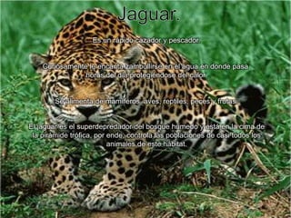 Jaguar.Es un rápido cazador y pescador.Curiosamente le encanta zambullirse en el agua en donde pasa horas del día protegiéndose del calor.Se alimenta de mamíferos, aves, reptiles, peces y frutas.El jaguar es el superdepredador del bosque húmedo y está en la cima de la pirámide trófica, por ende, controla las poblaciones de casi todos los animales de este hábitat.