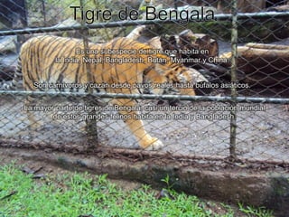 Tigre de Bengala.Es una subespecie de tigre que habita en la India, Nepal, Bangladesh, Bután, Myanmar y China.Son carnívoros y cazan desde pavos reales hasta búfalos asiáticos.La mayor parte de tigres de Bengala, casi un tercio de la población mundial de estos grandes felinos habita en la India y Bangladesh.