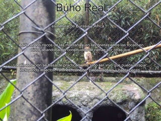 Búho Real.es natural de Eurasia y África.Anida en los riscos de las montañas, en las grietas entre las rocas, en nidos abandonados construidos de ramas por otras ave.La alimentación se basa de prácticamente todo ser vivo que pueda atrapar; incluyendo insectos, ratones, conejos, patos, reptiles y hasta peces.