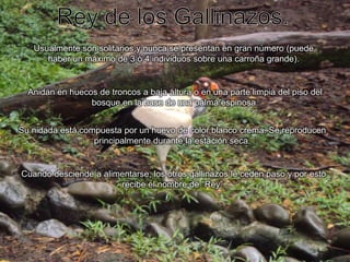 Rey de los Gallinazos.Usualmente son solitarios y nunca se presentan en gran número (puede haber un máximo de 3 ò 4 individuos sobre una carroña grande).Anidan en huecos de troncos a baja altura o en una parte limpia del piso del bosque en la base de una palma espinosa.Su nidada está compuesta por un huevo de color blanco crema. Se reproducen principalmente durante la estación seca.Cuando desciende a alimentarse, los otros gallinazos le ceden paso y por esto recibe el nombre de “Rey”.