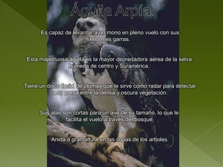 Águila Arpía.Es capaz de levantar a un mono en pleno vuelo con susenormes garras.Esta majestuosa águila es la mayor depredadora aérea de la selva húmeda de centro y Suramérica. Tiene un disco facial de plumas que le sirve como radar para detectara su presa entre la densa y oscura vegetación.Sus alas son cortas para un ave de su tamaño, lo que le facilita el vuelo a través del bosque.Anida a gran altura en las copas de los arboles.