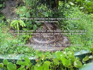 La PitónNinguna pitón es venenosa, se tragan enteras a sus presas después de matarlas.Las pitones se pueden distinguir de las boas en que tienen dientes en el premaxilar, un pequeño hueso en la parte frontal de la mandíbula superior.La mayoría de las boas dan a luz crías vivas, mientras que las pitones ponen huevos.