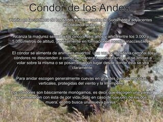 Cóndor de los Andes.Habita en la cordillera de los Andes y en las costas de Sudamérica adyacentes al Océano Pacífico.Alcanza la madurez sexual a los cinco o seis años y anida entre los 3.000 y 5.000 metros de altitud, generalmente en formaciones rocosas inaccesibles.El cóndor se alimenta de animales muertos. Una vez localizada la carroña, los cóndores no descienden a comer de manera inmediata sino que se limitan a volar sobre la misma o se posan en algún lugar desde donde ésta se vea claramente.Para anidar escogen generalmente cuevas en grandes paredes rocosas verticales, protegidas del viento y la intemperie.Los cóndores son básicamente monógamos, es decir que escogen una pareja y permanecen con ésta de por vida. Sólo en caso de que uno de los dos muera, el otro busca una nueva pareja. 
