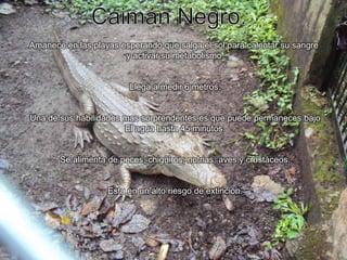 Caimán Negro.Amanece en las playas esperando que salga el sol para calentar su sangre y activar su metabolismo.Llega a medir 6 metros.Una de sus habilidades mas sorprendentes es que puede permaneces bajoEl agua hasta 45 minutos.Se alimenta de peces, chigüiros, nutrias, aves y crustáceos.Esta en un alto riesgo de extinción.