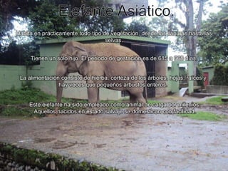Elefante Asiático.Habita en prácticamente todo tipo de vegetación, desde las llanuras hasta las selvas.Tienen un sólo hijo. El período de gestación es de 615 a 668 días.La alimentación consiste de hierba, corteza de los árboles, hojas, raíces y hay veces que pequeños arbustos enteros.Este elefante ha sido empleado como animal de carga por milenios. Aquellos nacidos en estado salvaje se domestican con facilidad.