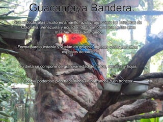 Guacamaya Bandera.Sus exóticas alas tricolores amarillo, azul y rojo, como las banderas de Colombia, Venezuela y ecuador, dan nombre a una de las aves mas hermosas del mundo.Forma pareja estable y vuelan en grupos, algunas veces con otras especies de loros.Su dieta se compone de gran variedad de frutos, semillas y hojas.Con su poderoso pico hace nidos en barrancos o en troncos.