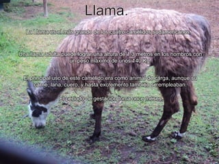 Llama.La Llama es el más grande de los cuatro camélidos sudamericanos. Una llama adulta puede lograr una altura de 1.3 metros en los hombros con un peso máximo de unos 140 Kg.El principal uso de este camélido era como animal de carga, aunque su carne, lana, cuero, y hasta excremento también se empleaban.El período de gestación toma once meses.