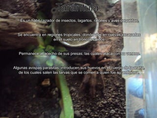 Tarántula.Es un hábil cazador de insectos, lagartos, ratones y aves pequeñas.Se encuentra en regiones tropicales, donde vive en cuevas excavadas en el suelo en troncos caídos.Permanece al acecho de sus presas, las cuales ataca con su veneno.Algunas avispas parasitas, introducen sus huevos en el cuerpo de la araña, de los cuales salen las larvas que se comen a quien fue su anfitriona. 