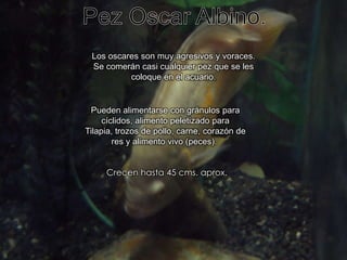 Pez Oscar Albino.Los oscares son muy agresivos y voraces. Se comerán casi cualquier pez que se les coloque en el acuario.Pueden alimentarse con gránulos para cíclidos, alimento peletizado para Tilapia, trozos de pollo, carne, corazón de res y alimento vivo (peces). Crecen hasta 45 cms. aprox.