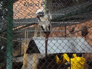 Mono Piel roja.Es un primate de hábitos nocturnos.Tiene una simpática cresta de pelos blancos que cae hacia atrás.Vive en grupos de 9 a 20 individuos.Se alimentan de frutas, néctar, hojas, insectos y lagartijas.
