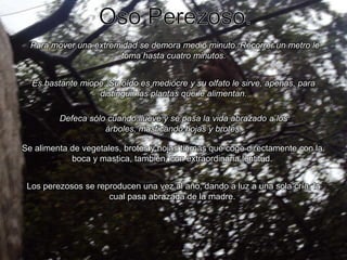 Oso Perezoso.Para mover una extremidad se demora medio minuto. Recorrer un metro le toma hasta cuatro minutos. Es bastante miope. Su oído es mediocre y su olfato le sirve, apenas, para distinguir las plantas que le alimentan.Defeca sólo cuando llueve y se pasa la vida abrazado a los árboles, masticando hojas y brotes.Se alimenta de vegetales, brotes y hojas tiernas que coge directamente con la boca y mastica, también, con extraordinaria lentitud.Los perezosos se reproducen una vez al año, dando a luz a una sola cría, la cual pasa abrazada de la madre. 
