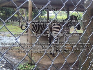 La Cebra.Las cebras son mamíferos exclusivamente herbívoros que comen sobre todo por la mañana y por la tarde.Son animales que se alimentan de hierba tosca, hojas y brotes.Se ha intentado entrenar cebras como animales de montura, pues son más resistentes a las enfermedades africanas que los caballos. Aun así, la mayoría de estos intentos fracasaron, debido a la naturaleza más impredecible de las cebras y a su tendencia de dejarse llevar por el pánico cuando se ponen nerviosas.